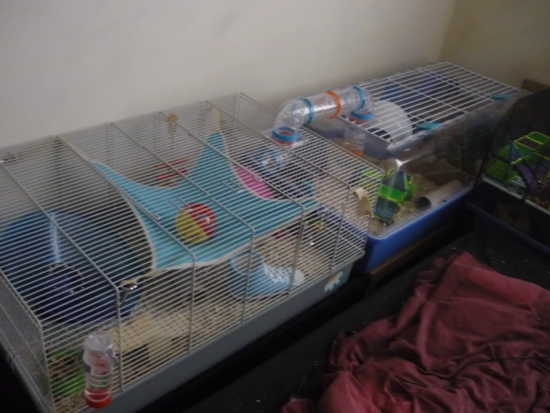 Bin cage and ferplast Hamster Central